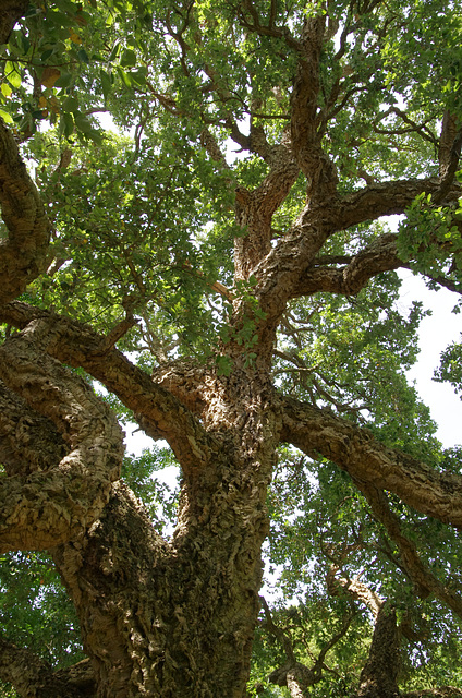 Cork oak