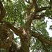 Cork oak