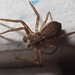 IMG 7447 Spider