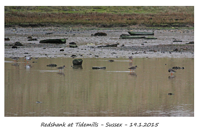 Redshank at Tidemills - Sussex - 19.1.2015