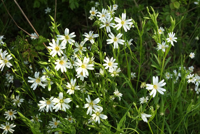 Stellaires holostées