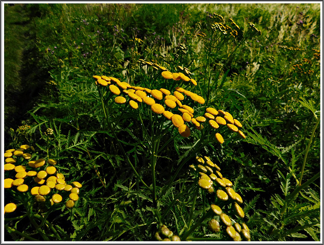 A la réserve naturelle de Romelaere (62)