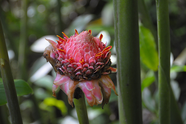 Papillote Tropical Gardens