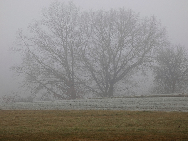 Bäume im Nebel