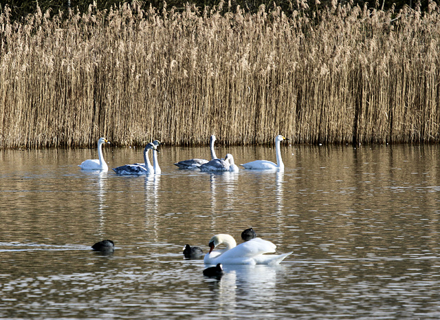 Schwäne und Blässhühner