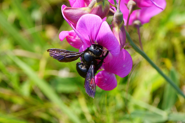 Blaue Holzbiene an Erbsenblüte