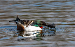 Shoveler duck