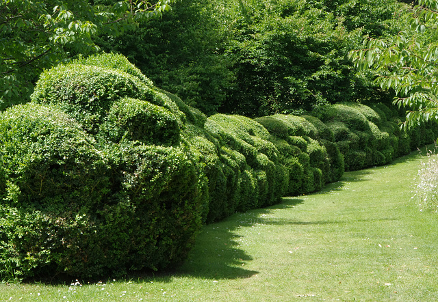 Lumpy box hedge