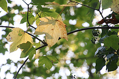 Herbstlich verwandelter Wald