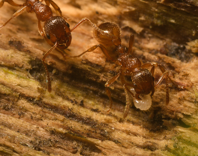 IMG 7472 Lasius Flavus