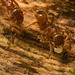 IMG 7472 Lasius Flavus