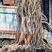 Peepal tree