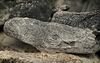Verbrannte Holzstücke im Lagerfeuer :)) Burnt pieces of wood in the campfire :)) Morceaux de bois brûlés dans le feu de camp :))