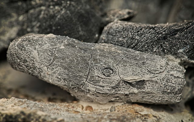 Verbrannte Holzstücke im Lagerfeuer :)) Burnt pieces of wood in the campfire :)) Morceaux de bois brûlés dans le feu de camp :))
