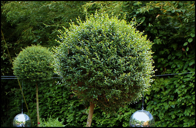 troène - Ligustrum