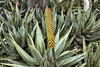 Upside, Downside – Desert Botanical Garden, Papago Park, Phoenix, Arizona