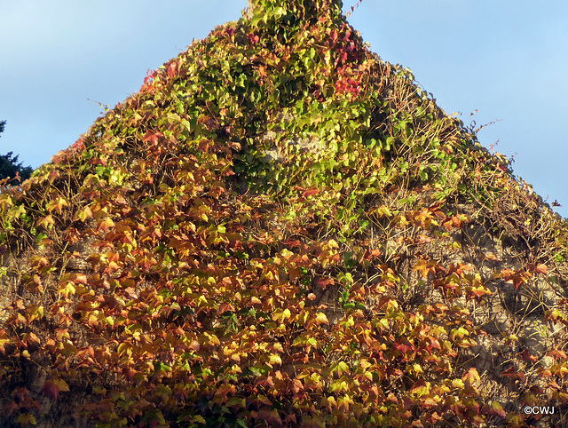 Boston Ivy Autumn