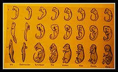 Embryo's