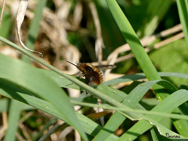 grand bombyle.