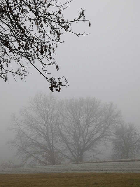 Bäume im Nebel