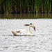 Mute swan