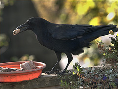 One of our neighbourhood crow family