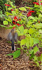 eastern spinebill hovering