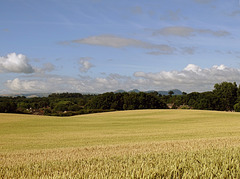 RXIT wheat with Breiddens
