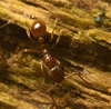 IMG 7473 Lasius Flavus Ant-1