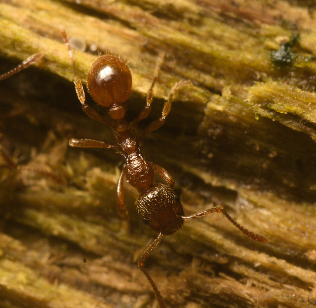 IMG 7473 Lasius Flavus Ant-1