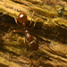 IMG 7473 Lasius Flavus Ant-1