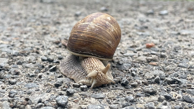Seltene Begegnung der langsamen Art.