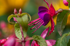 146-365, Fuchsia