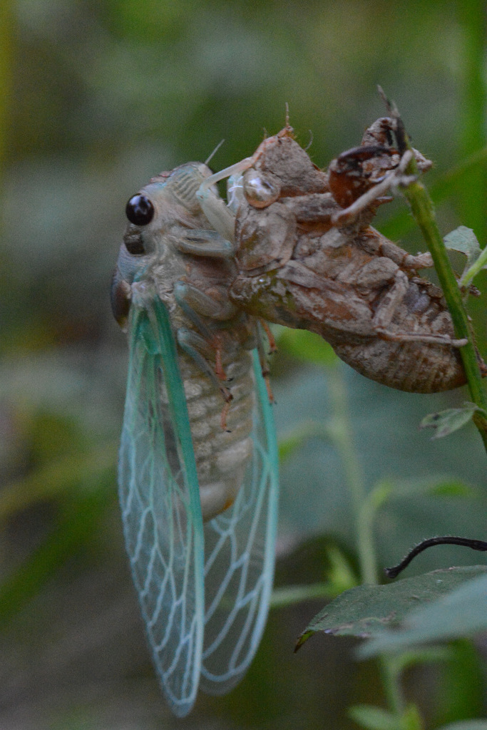 Cicada emerging