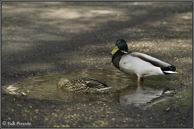 Es ist Platz in der kleinsten Wanne