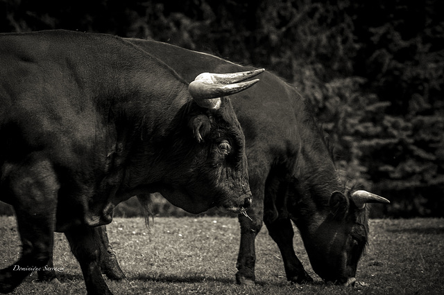 Aurochs