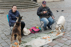 Les vraies chèvres de Poznań