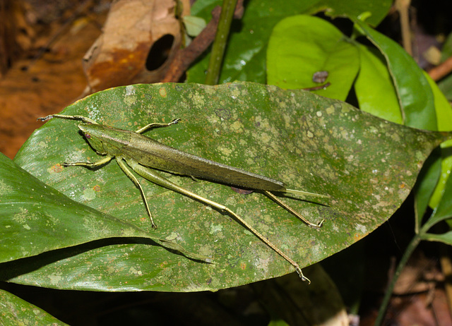 GrasshopperIMG_2994