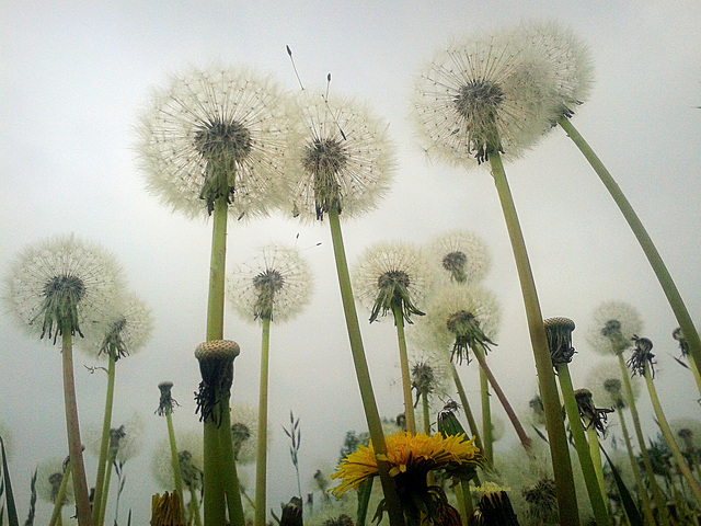 Forest of dandelions