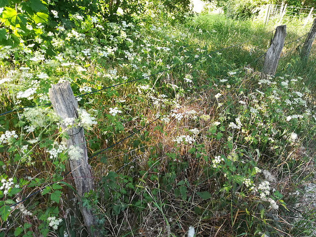 spring fence - HFF