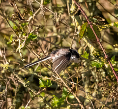 Long tailed tit