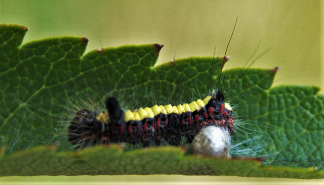 Grey Dagger Moth Caterpillar