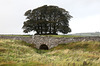 Ewe Locks kiln