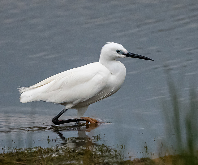 Little egret