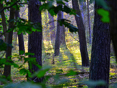 Dancing trees