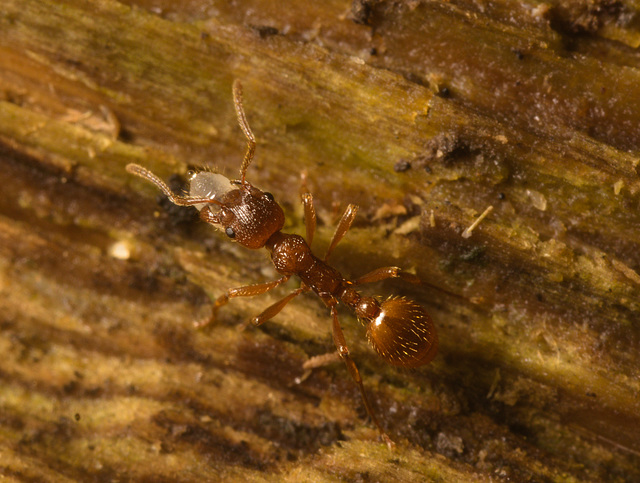 IMG 7475 Ant