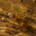 IMG 7475 Ant