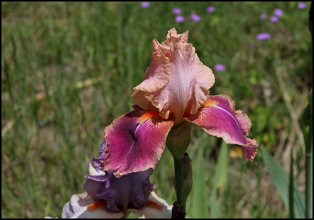 Iris Carnaby (1)