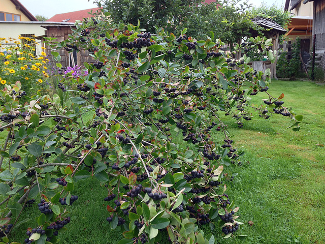 Aronia Juli 2016