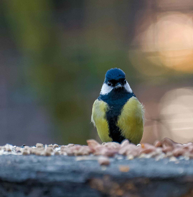 Great tit c4c